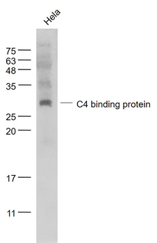 C4 binding protein Rabbit Polyclonal Antibody