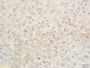 C4d-A Rabbit Polyclonal Antibody