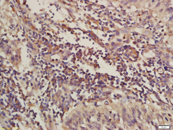 C4orf21 Rabbit Polyclonal Antibody