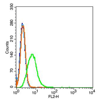 C5ORF42 Rabbit Polyclonal Antibody