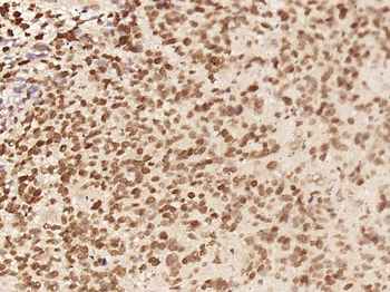 C8orf58 Rabbit Polyclonal Antibody