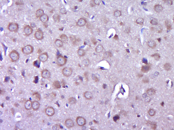 C9orf115 Rabbit Polyclonal Antibody