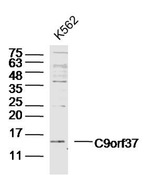 C9orf37 Rabbit Polyclonal Antibody