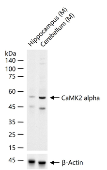 CaMK2 alpha Rabbit Polyclonal Antibody
