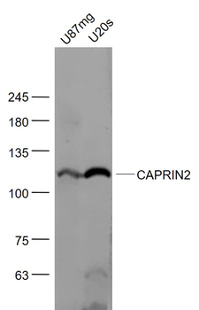 CAPRIN2 Rabbit Polyclonal Antibody