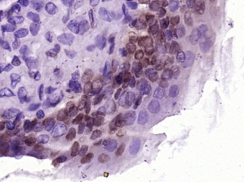 CCL26 Signal peptide Rabbit Polyclonal Antibody