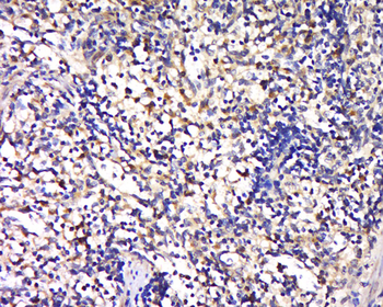 CD35 Rabbit Polyclonal Antibody