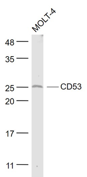 CD53 Rabbit Polyclonal Antibody