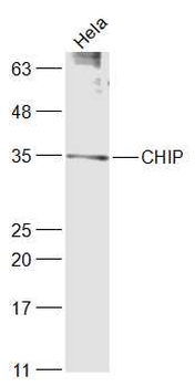 STUB1 Rabbit Polyclonal Antibody
