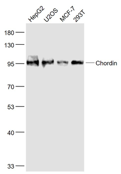 Chordin Rabbit Polyclonal Antibody