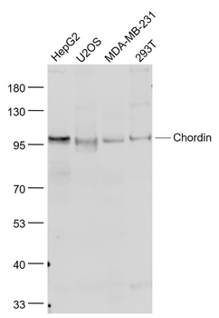 Chordin Rabbit Polyclonal Antibody