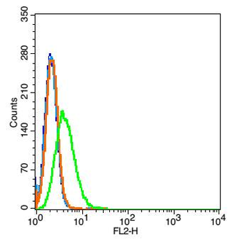 Phospho-c-Kit (Tyr730) Rabbit Polyclonal Antibody