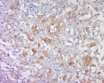 Claudin 23 Rabbit Polyclonal Antibody