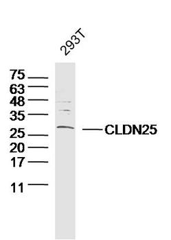 CLDN25 Rabbit Polyclonal Antibody
