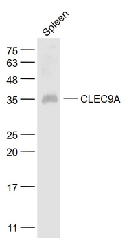 CLEC9A Rabbit Polyclonal Antibody