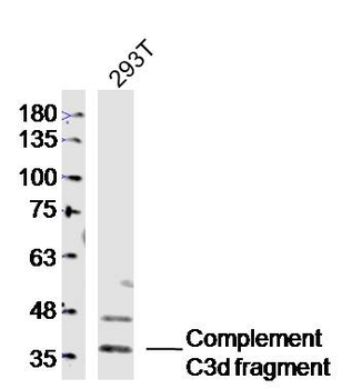 Complement C3d fragment Rabbit Polyclonal Antibody