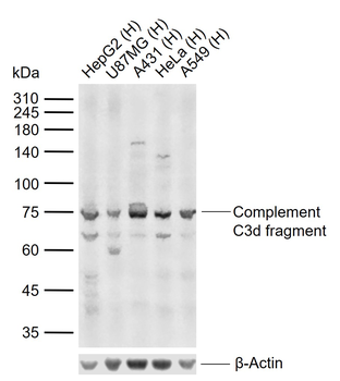Complement C3d fragment Rabbit Polyclonal Antibody