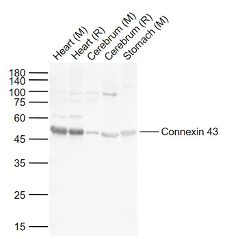 Connexin 43 Rabbit Polyclonal Antibody