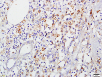 Connexin 43 Rabbit Polyclonal Antibody