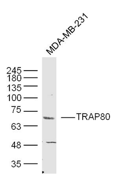 TRAP80 Rabbit Polyclonal Antibody