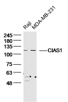 NALP3/CIAS1 Rabbit Polyclonal Antibody