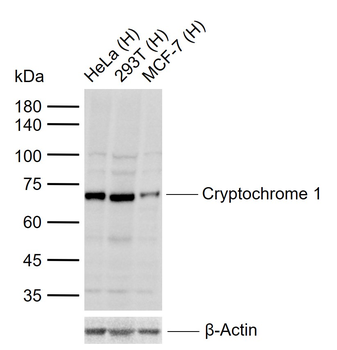 Cryptochrome 1 Rabbit Polyclonal Antibody