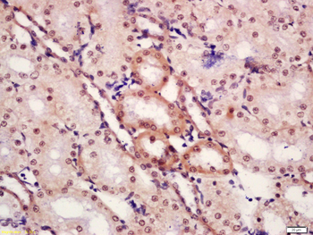 Phospho-CTBP1 (Ser422) Rabbit Polyclonal Antibody