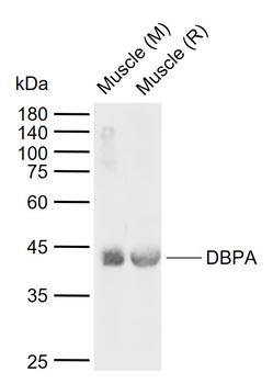 DBPA Rabbit Polyclonal Antibody