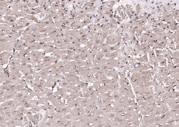 DBPA Rabbit Polyclonal Antibody