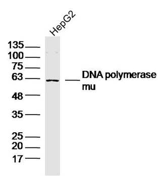 DNA polymerase mu Rabbit Polyclonal Antibody
