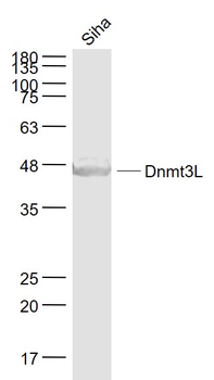 Dnmt3L Rabbit Polyclonal Antibody