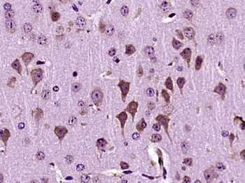 Dscam Rabbit Polyclonal Antibody