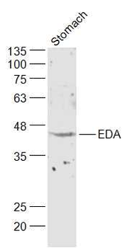 EDA Rabbit Polyclonal Antibody