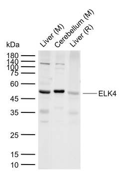 ELK4 Rabbit Polyclonal Antibody