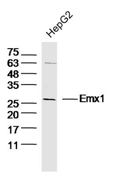 Emx1 Rabbit Polyclonal Antibody