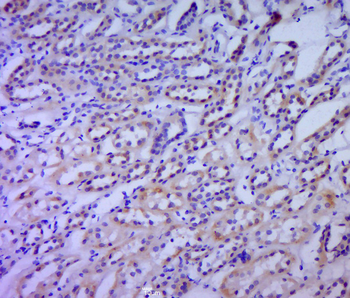 Phospho-eNOS (Ser615) Rabbit Polyclonal Antibody