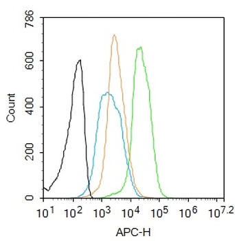 EP300 Rabbit Polyclonal Antibody