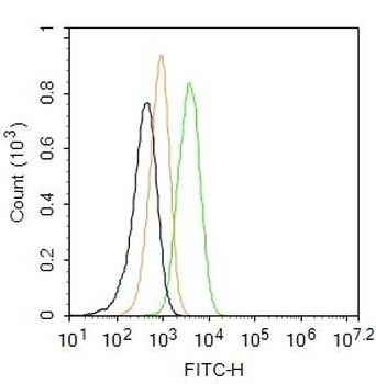 GLUT1 Rabbit Polyclonal Antibody (FITC)