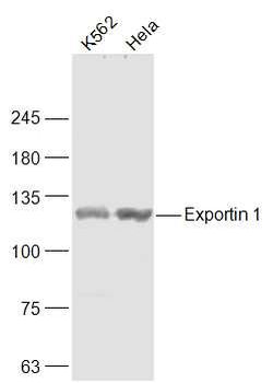 Exportin 1 Rabbit Polyclonal Antibody