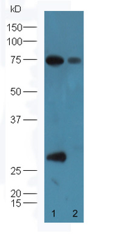 Factor D Rabbit Polyclonal Antibody