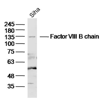 Factor VIII B chain Rabbit Polyclonal Antibody