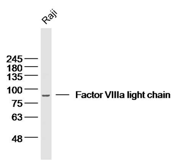 Factor VIIIa light chain Rabbit Polyclonal Antibody
