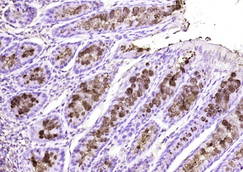 FCGBP Rabbit Polyclonal Antibody