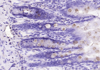 FCGBP Rabbit Polyclonal Antibody