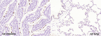 FCGBP Rabbit Polyclonal Antibody