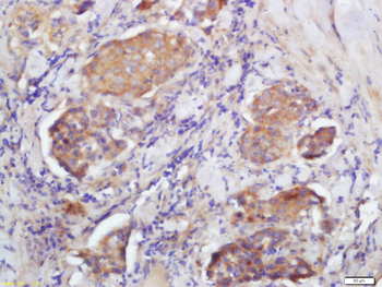 FCGBP Rabbit Polyclonal Antibody