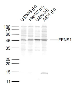 FENS1 Rabbit Polyclonal Antibody