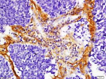 FHOD1 Rabbit Polyclonal Antibody