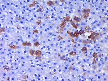 FISH Rabbit Polyclonal Antibody