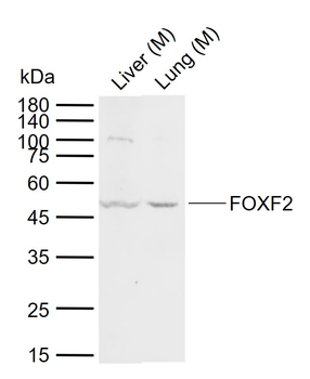 FOXF2 Rabbit Polyclonal Antibody